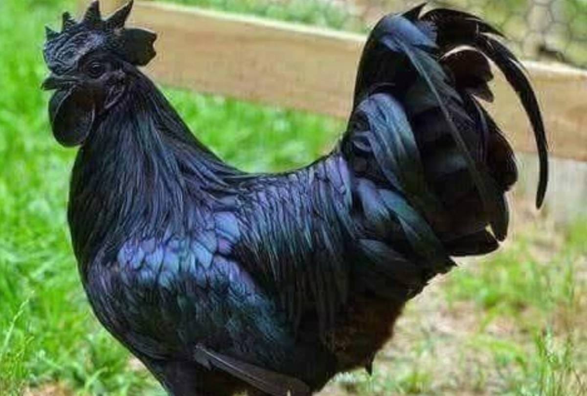 Kadaknath cock is sold up to Rs 1500 per kg know its specialty here