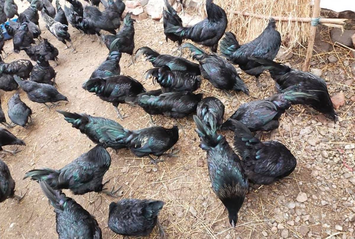 Business Tips Kadaknath chicken farming business idea know all details about this business plan