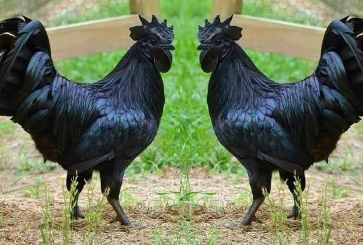 Business Tips Kadaknath chicken farming business idea know all details about this business plan