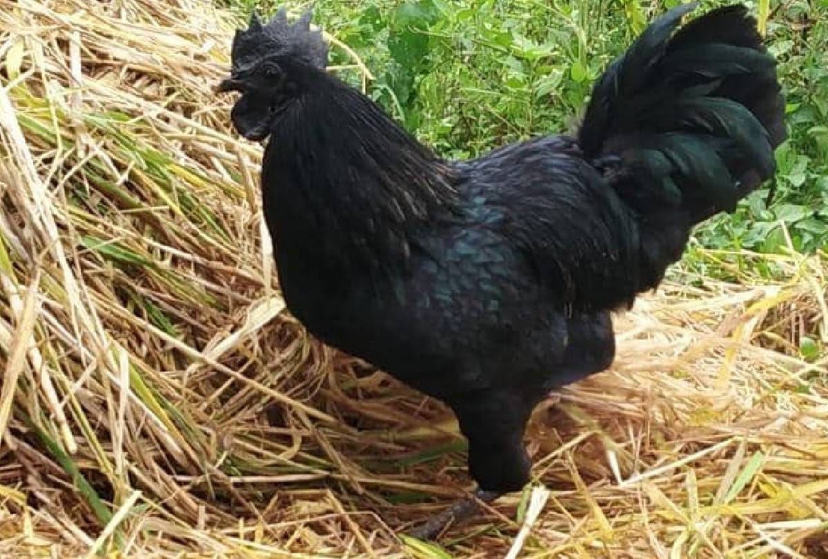 Business Tips Kadaknath chicken farming business idea know all details about this business plan