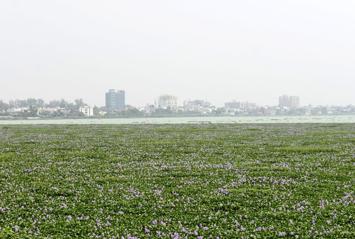 GDA decided to get it cleaned daily for get rid of water hyacinth growing in Ramgarhtal