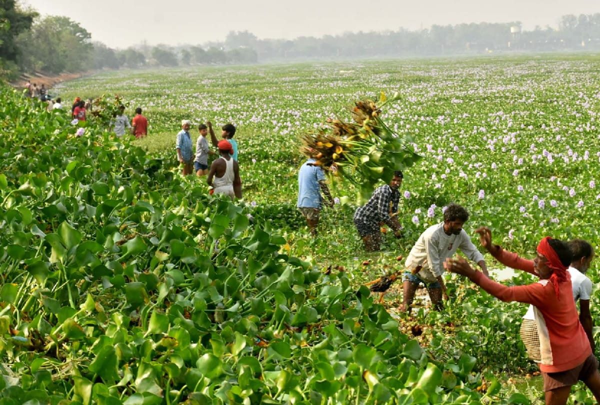 GDA decided to get it cleaned daily for get rid of water hyacinth growing in Ramgarhtal