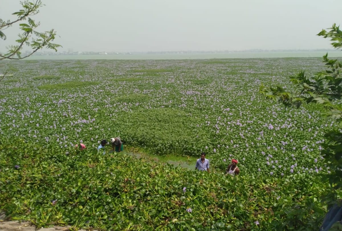 Ramgarh tal water hyacinth Special story from gorakhpur