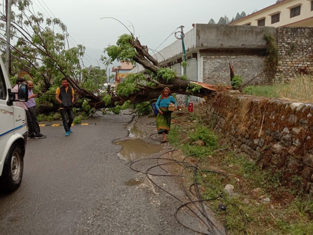 Trees fell on road near others, traffic remained disrupted