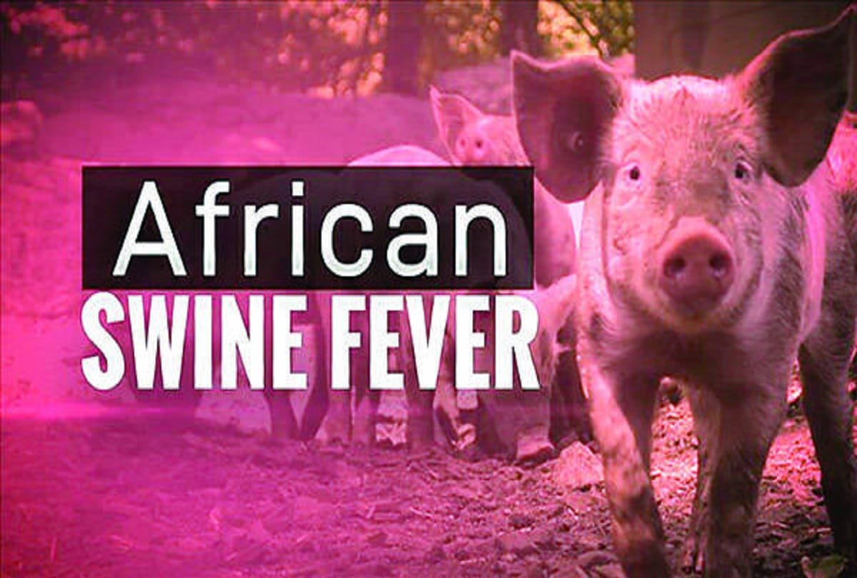 African Swine Fever: Seven Pigs report positive in Rudrapur