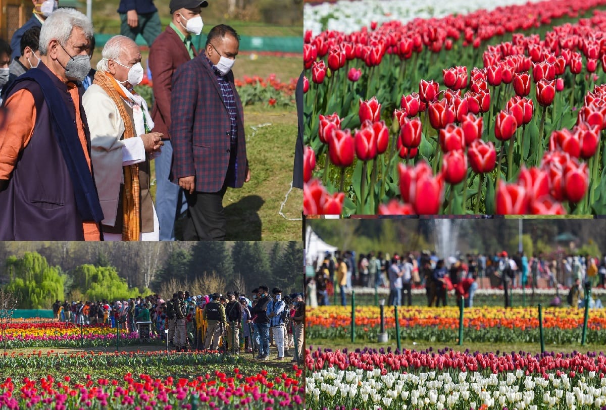 Asias largest tulip garden in full bloom along banks of Dal Lake on foothills of Zabarwan mountains in Srinagar