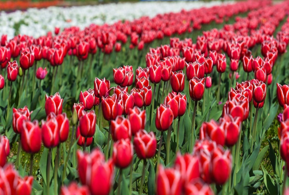 Asias largest tulip garden in full bloom along banks of Dal Lake on foothills of Zabarwan mountains in Srinagar