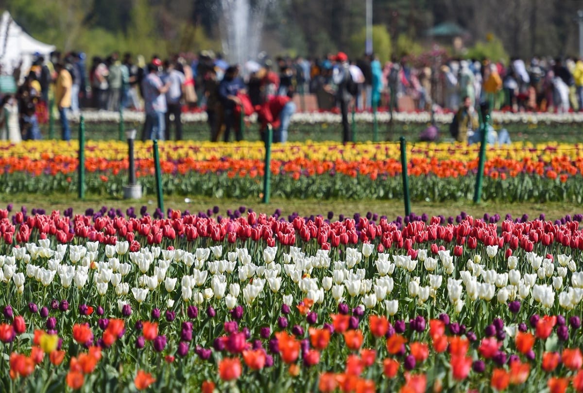 Asias largest tulip garden in full bloom along banks of Dal Lake on foothills of Zabarwan mountains in Srinagar