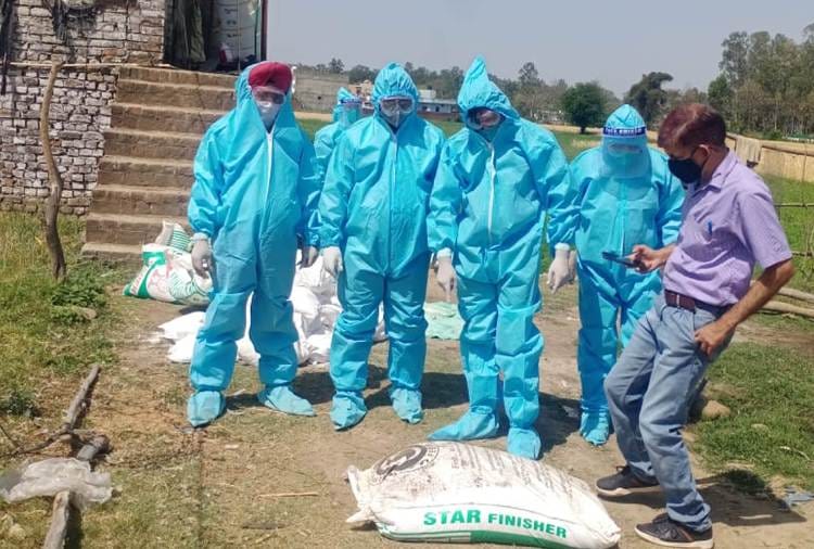 Bird Flu in Punjab : Bird Flu Cases Report in Pathankot of Punjab