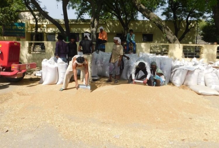Haryana government has reduced the moisture content of wheat from 14 to 12 percent