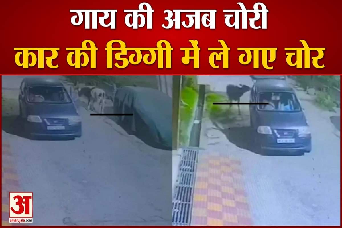 गाय को कार में चोरी कर ले गए।
