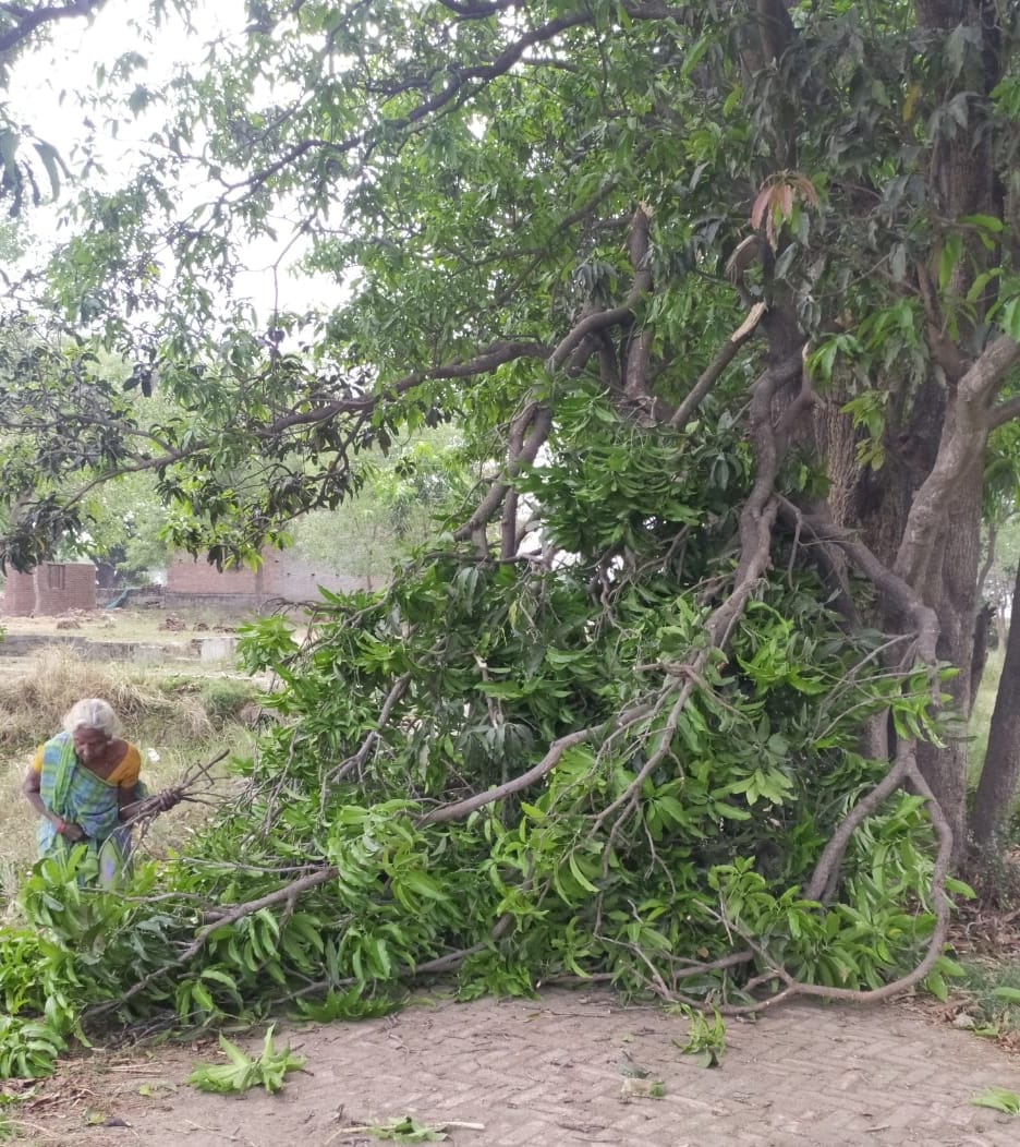 Trees fell in the storm, traffic disrupted