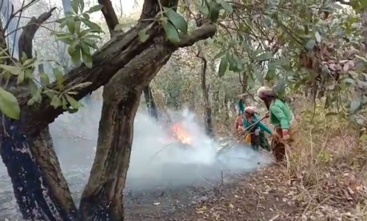 Fire damage to two hectares of forest wealth in Suri and Ijra forests