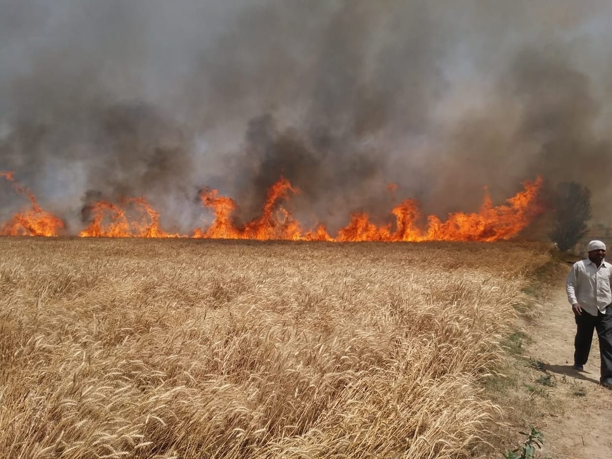 Hathras: 30 bigha wheat crop burnt to ashes from HT line spark