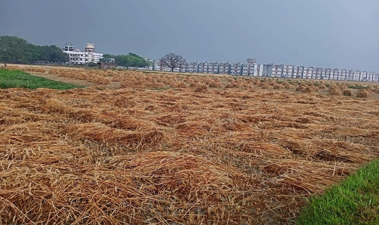 80 percent of the wheat crop is wet in the field, blown by the storm