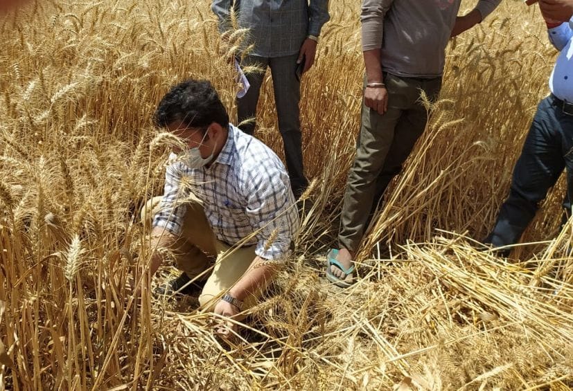 0 quintal wheat purchasing in district.