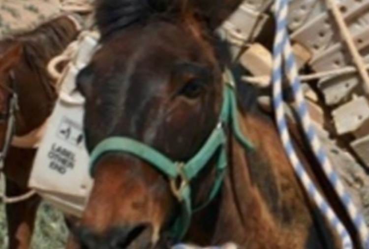 Mule tested positive for Glanders in Haryana