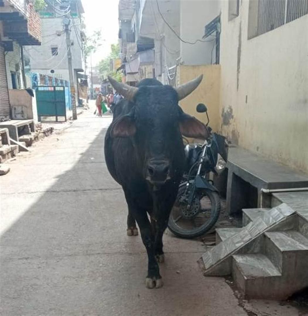 Hathras: The bull attacked the woman who went to get ration, injured