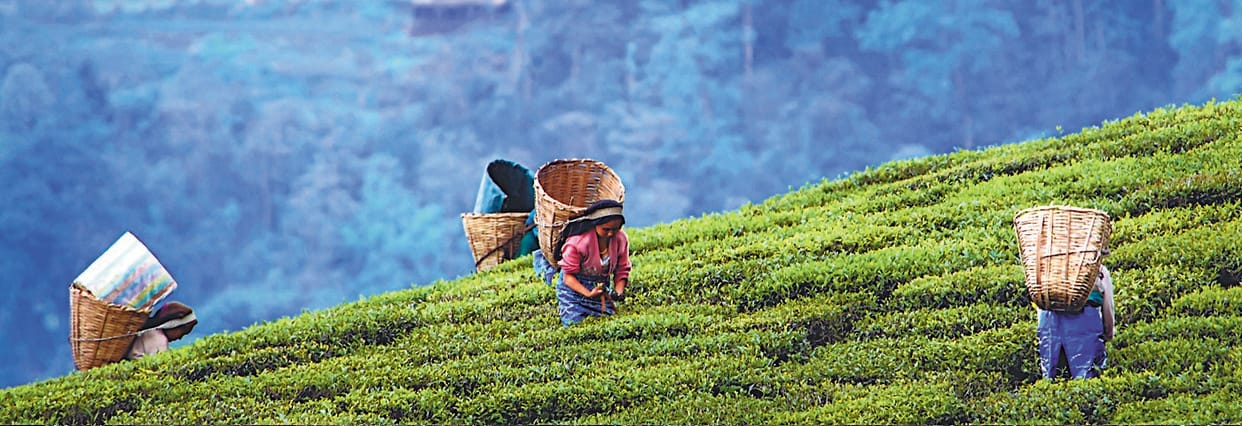 New tea factories will be set up in Champawat, Chamoli