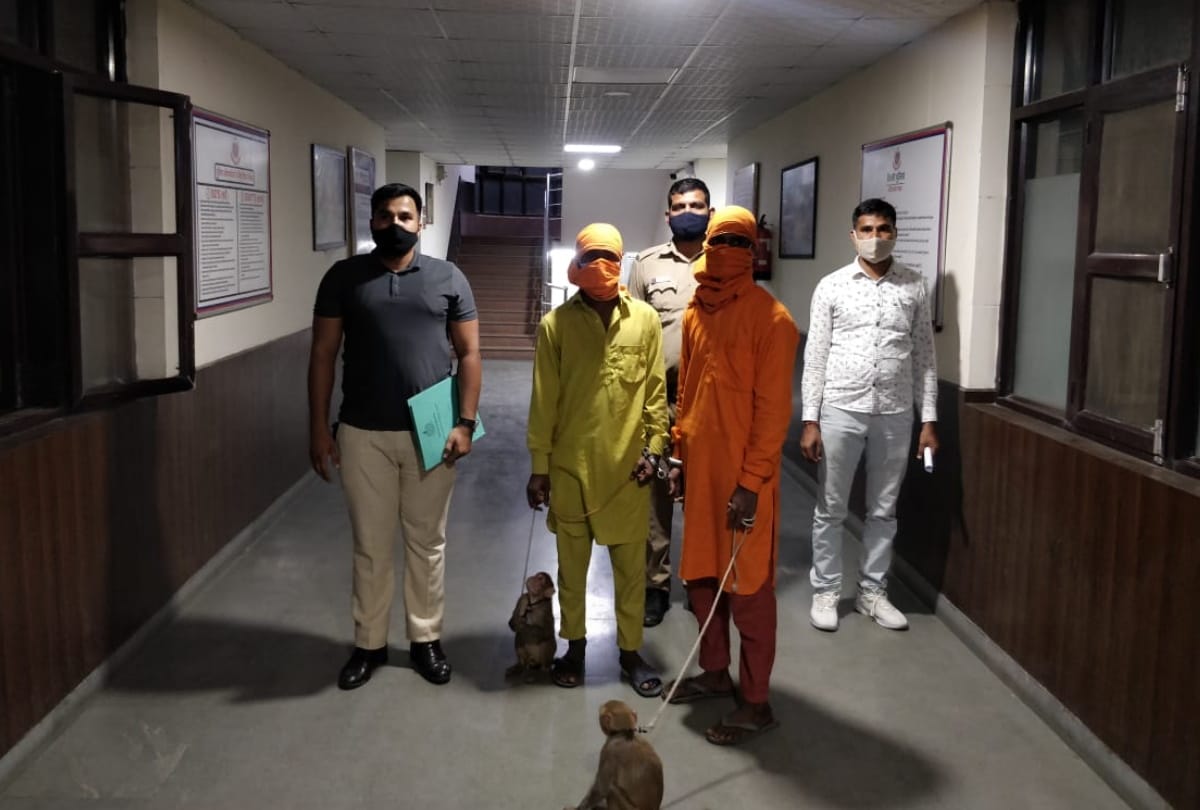 Delhi Two men arrested for using monkeys to rob people one absconding read full story