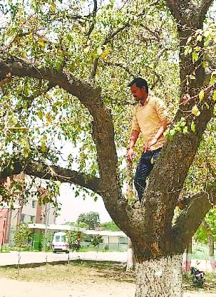 The tree of vine may not spread the infection anywhere