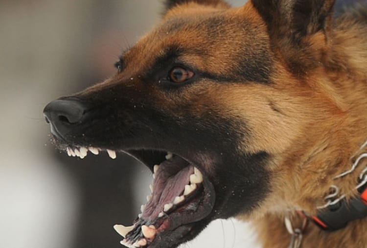 Dog Bites A Ex servicemen who is going for Corona Vaccination in Chandigarh