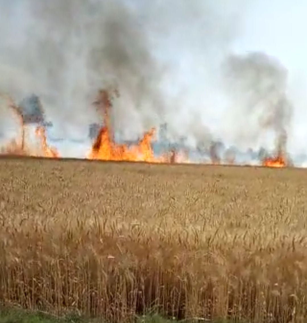Wheat and sugarcane crop burnt due to fire