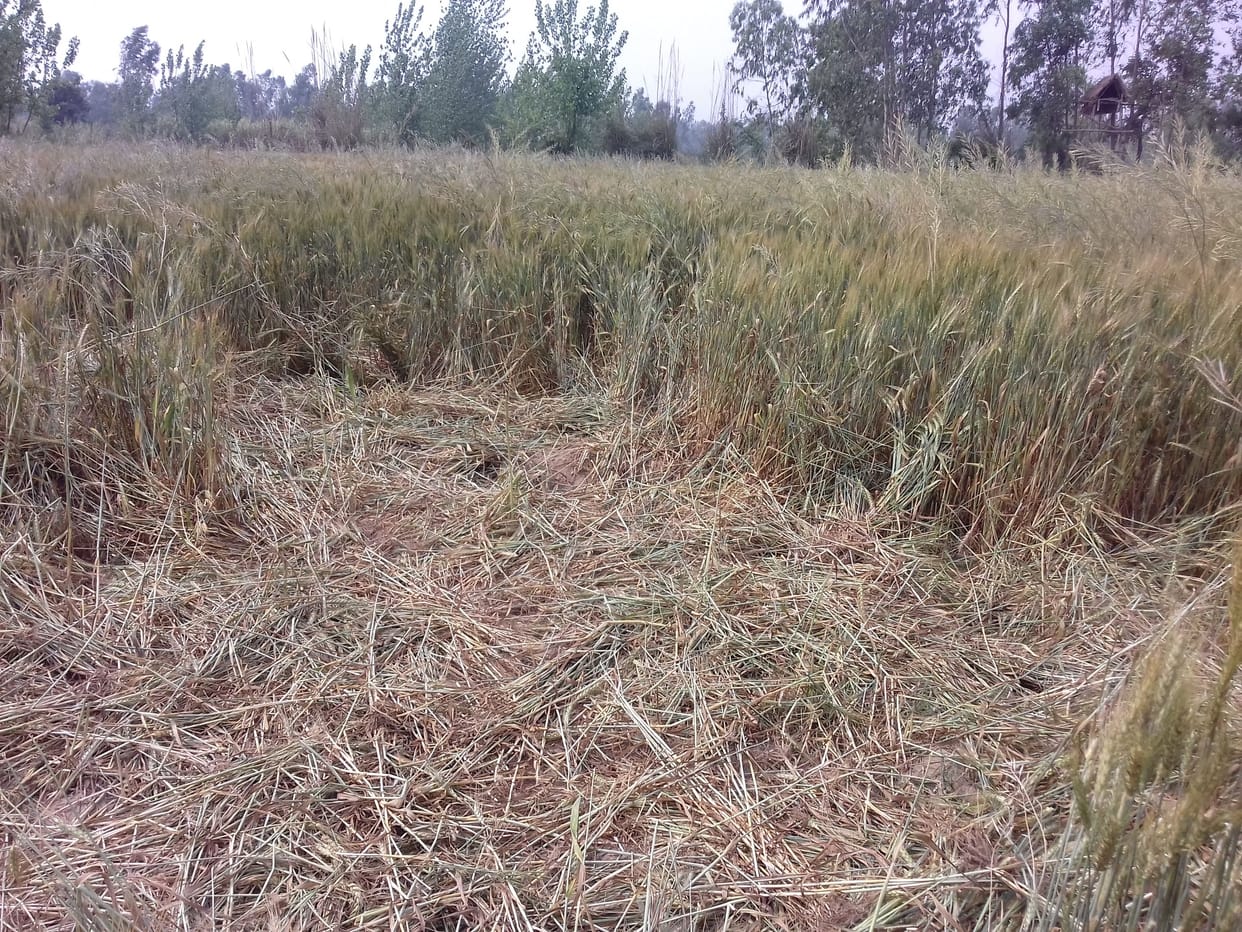 Elephants mowed the crop, attacked the farmer