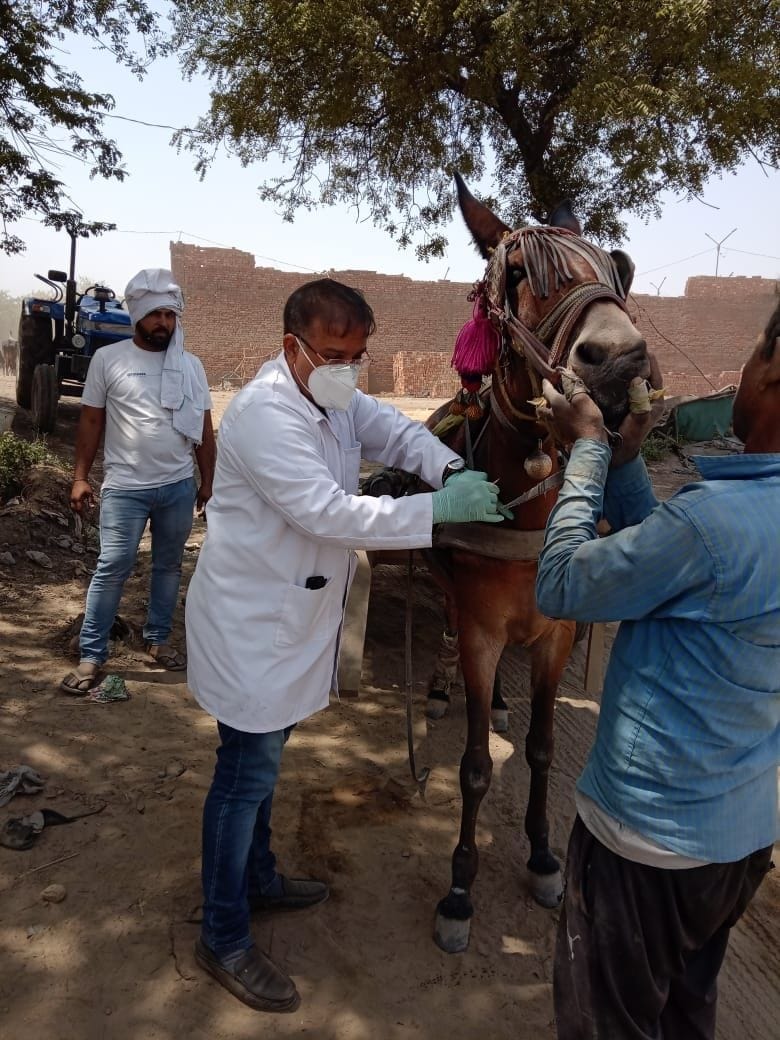 Animal Husbandry Department issues high alert on getting mule genders positive