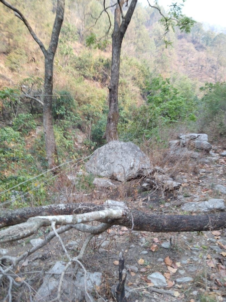 11 KV line damaged near Majha Bastia due to tree fall