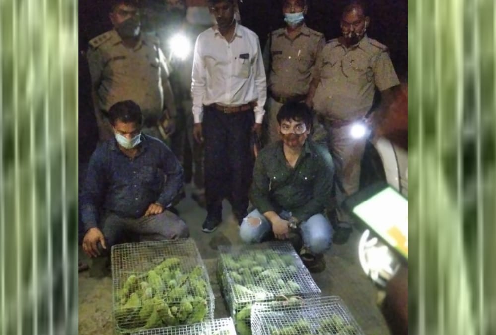 Two arrested with 250 species of parrots in Lucknow.