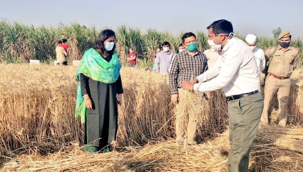 DM gets wheat crop cuttings in Pachenda