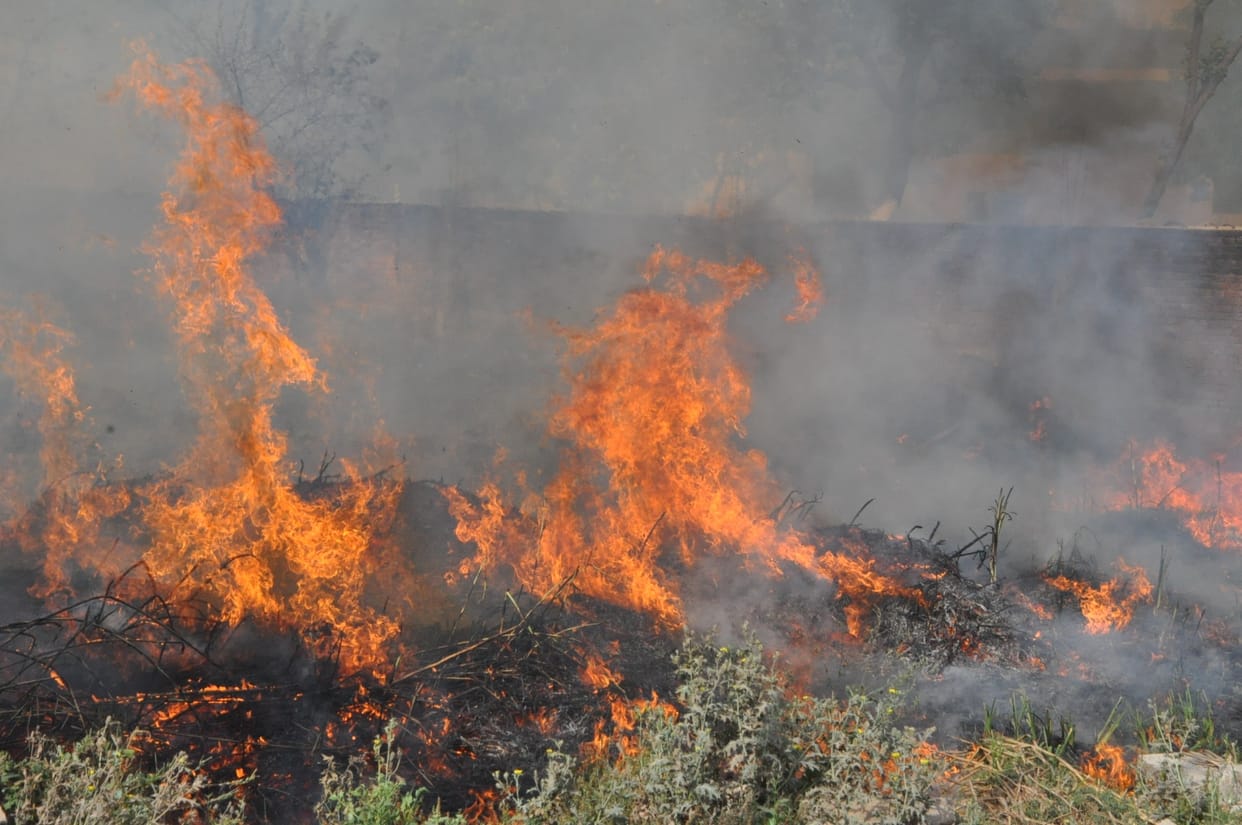 Five hundred big wheat crop burnt to ashes