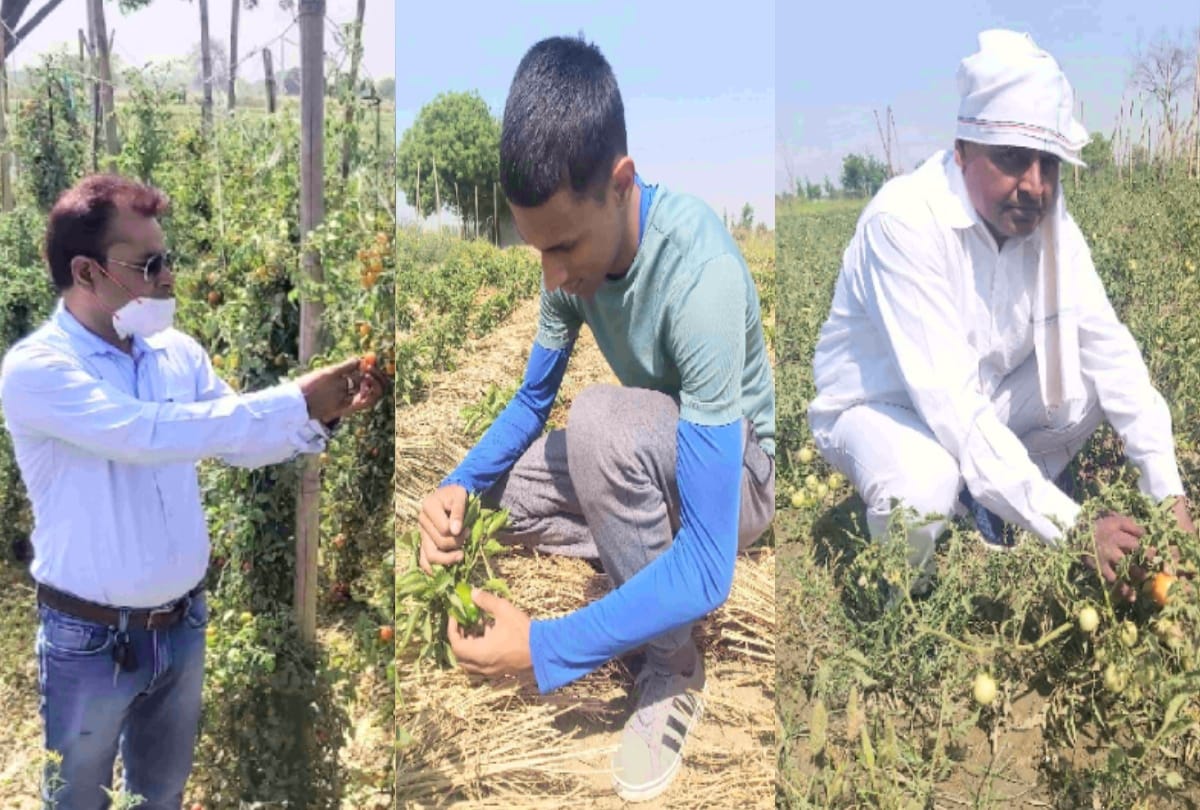 Greater Noida youth leaving their jobs doing organic farming making career in it