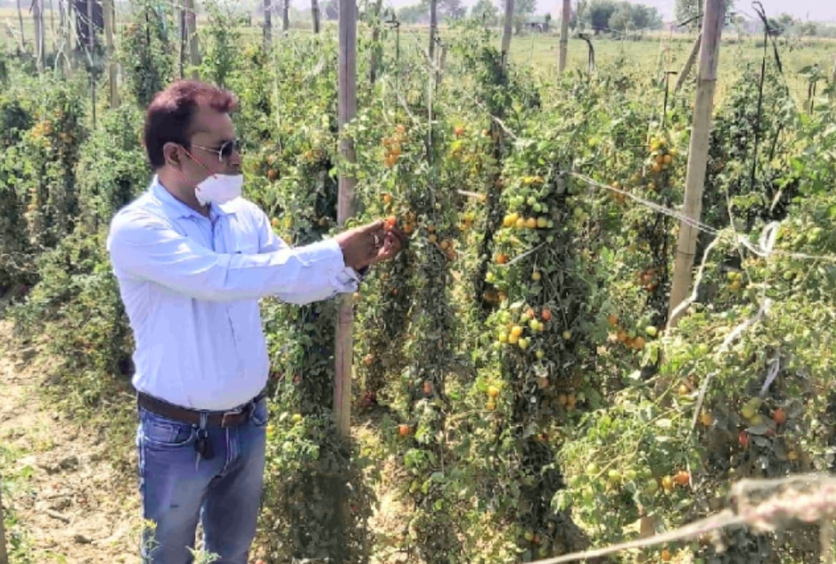 Greater Noida youth leaving their jobs doing organic farming making career in it