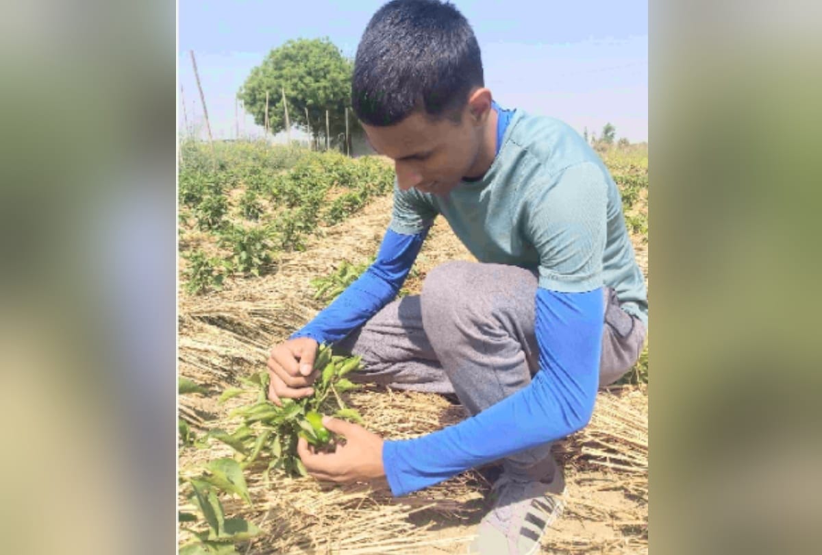 Greater Noida youth leaving their jobs doing organic farming making career in it