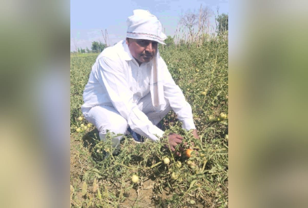 Greater Noida youth leaving their jobs doing organic farming making career in it