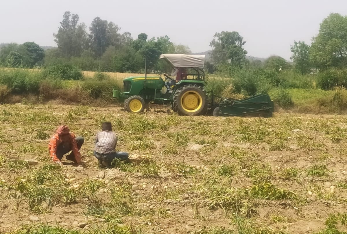 Himachal News: drop in prices of potato  in una himachal pradesh