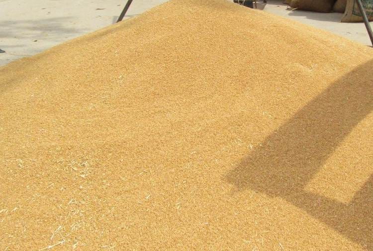 Adhatiyas devided in two parts regarding wheat procurement in Punjab