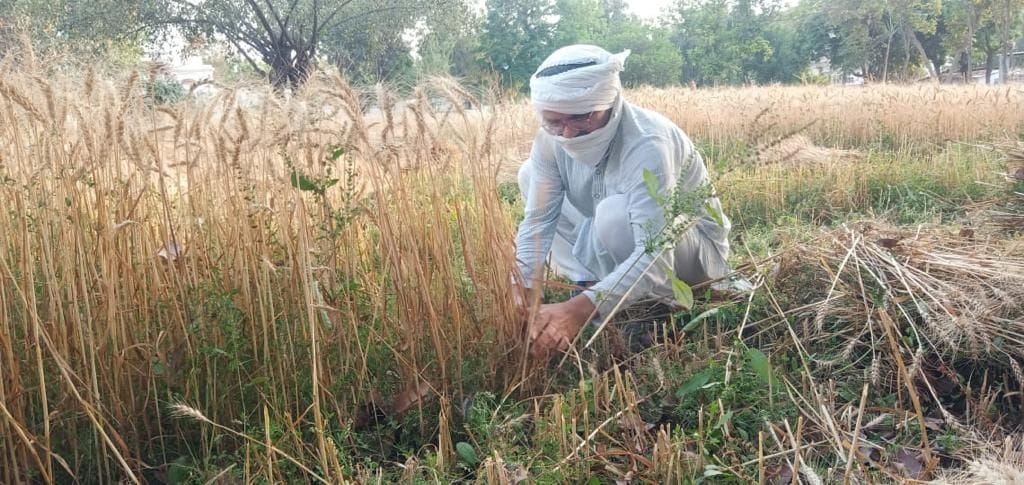 DC of Sangrur is harvesting wheat at his residence