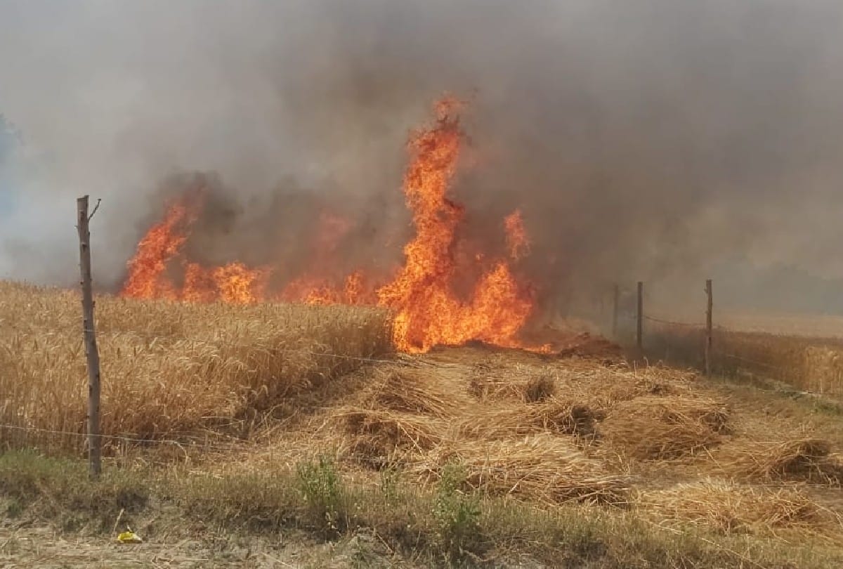 more than thirty bigha wheat crop has been burnt due to fire breaks in mainpuri