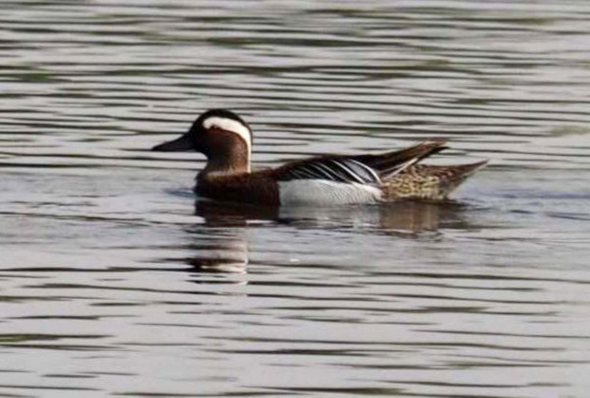 Garganey bird spotted at Sevla Wetland in agra