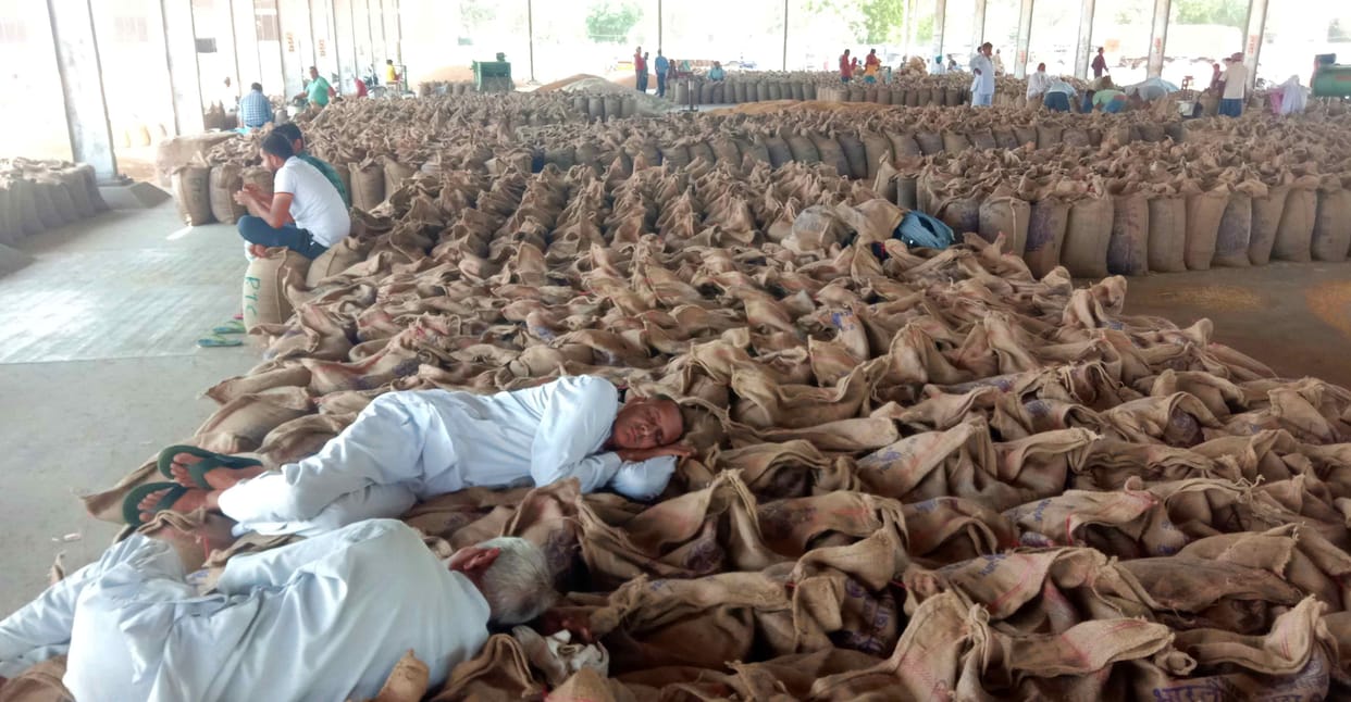 More than one and a half lakh wheat sacks were not lifted in Sonipat Mandi, farmers worried