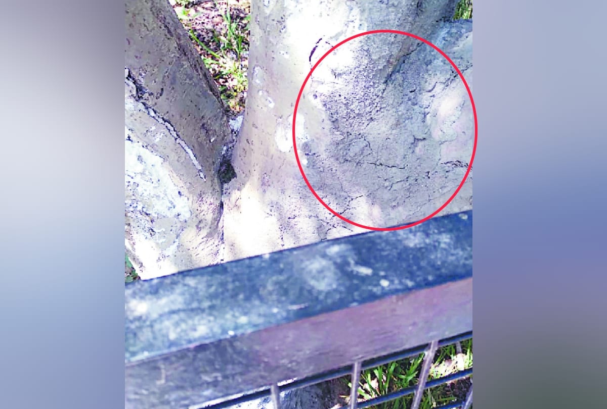 cement plaster use in apple tress in shimla himachal pradesh