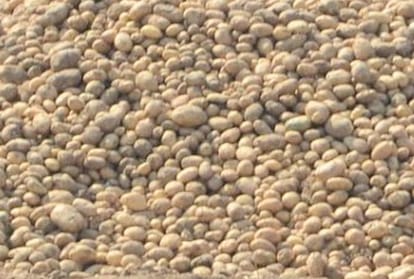Agriculture: हिमाचल के सात जिलों में पहली बार होगा आलू की फसल का बीमा Potato crop will be insured for the first time in seven districts of Himachal