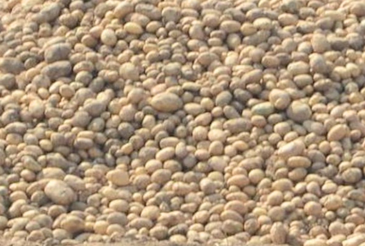 potato seed price hike in una himachal pradesh