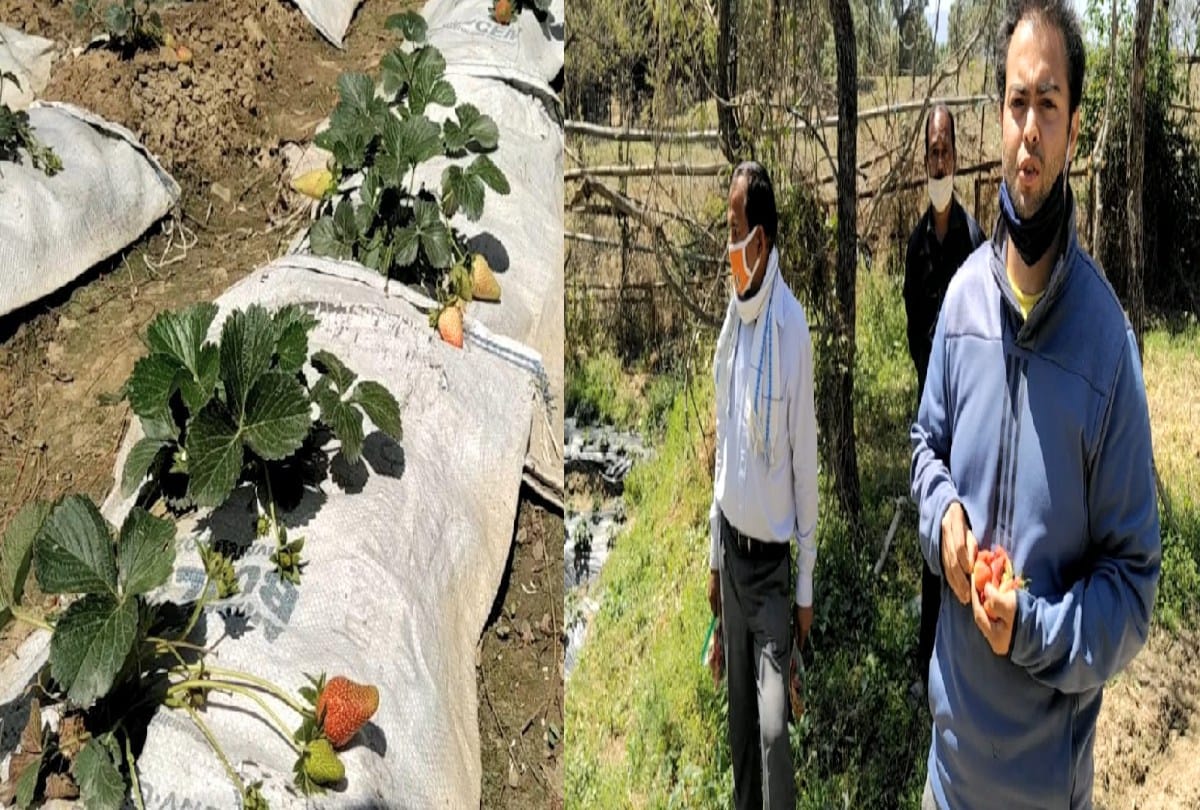MBA Prakrit growing strawberries in Coronavirus period, Rs 250 per kg