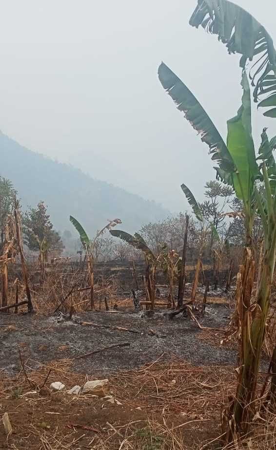 Chaotic elements set fire to the forests of Shukchauna and Palanadhura