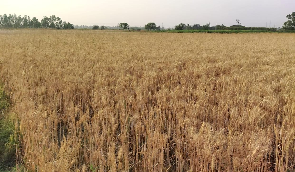 Workers are not getting to harvest wheat