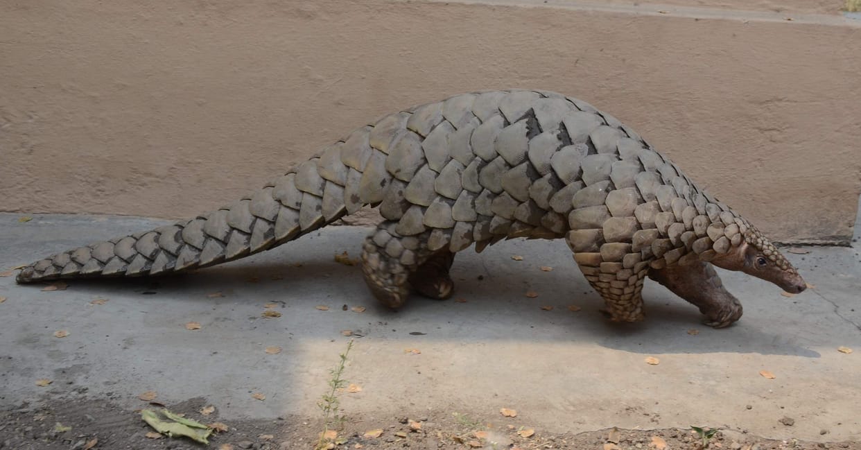 Pangolins were taken for smuggling, caught six
